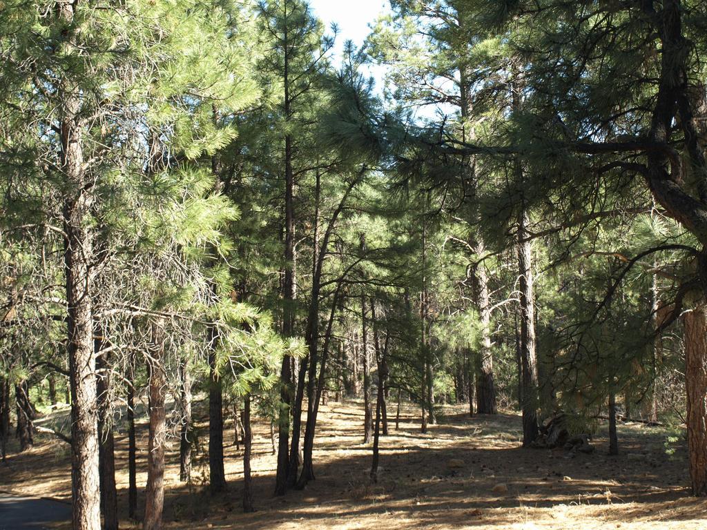 Whispering Pines Inn Flagstaff Bagian luar foto
